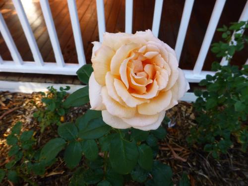 Lakeside Bed & Breakfast, Perth (foto 3)