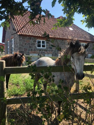  Ferielejlighed på Saxfjedgaard, Pension in Rødby bei Maribo