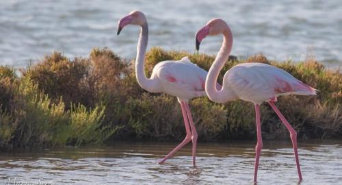CASA LAIA Cala Saona - image 9