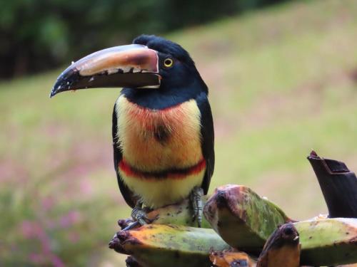 La Ceiba Tree Lodge Puntarenas