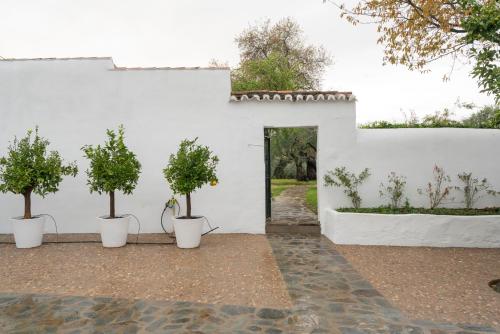 Finca El Azahar - image 10