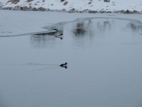 Dimmuborgir Guesthouse - image 13