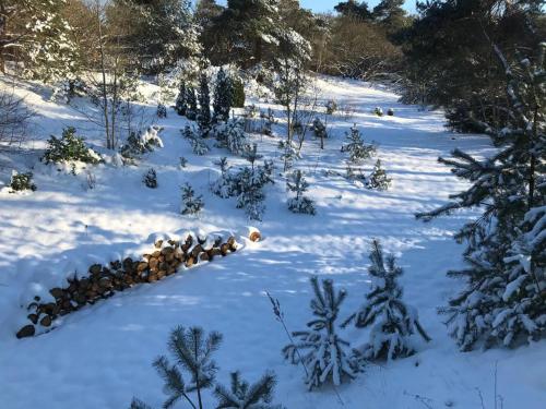 Het krekeltje in Buurtschap Beerze