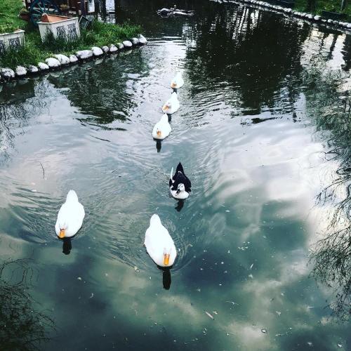 Otantik Tas Ev - image 4