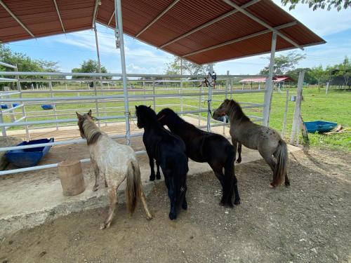 Hotel - Granja de Animales San Basilio de Palenque