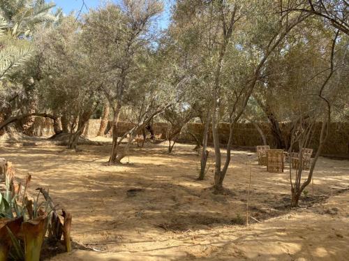 Surrounding environment, Olive Garden House in Siwa