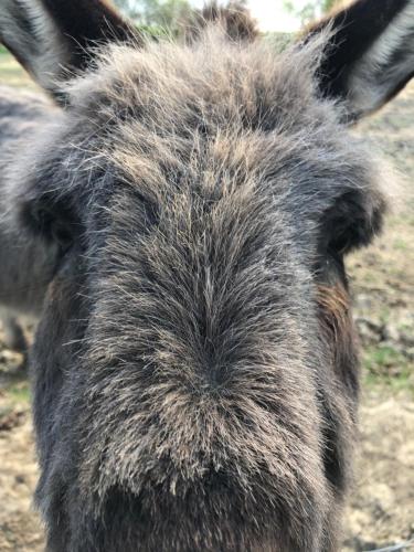 B & B De Romeinse Katzei - image 2