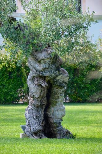 Tenuta Moreno - image 6
