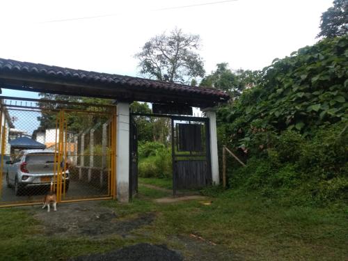 Pereira al campo