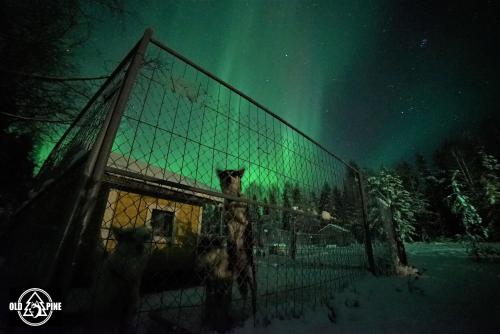 Old Pine Husky Lodge