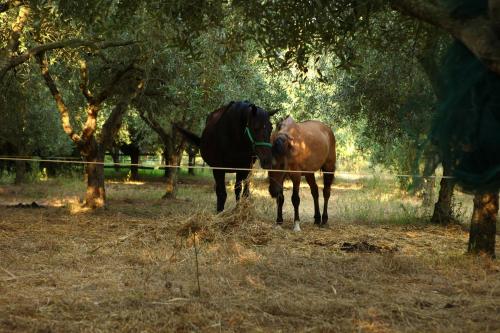 Agriturismo Il Pozzo