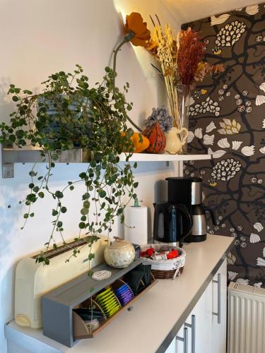 Lou Candelou – Grasse, CT