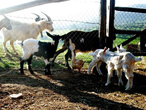 Agrihouse - image 11