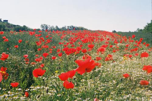 Genius Guest Unique Banovci Apartment Genius Guest Unique Banovci Apartment