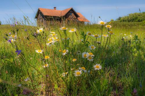 Genius Guest Unique Banovci Apartment Genius Guest Unique Banovci Apartment