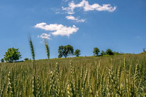 Genius Guest Unique Banovci Apartment Genius Guest Unique Banovci Apartment