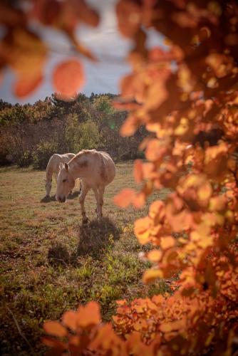 Tmbin's barn - nature, horses, family