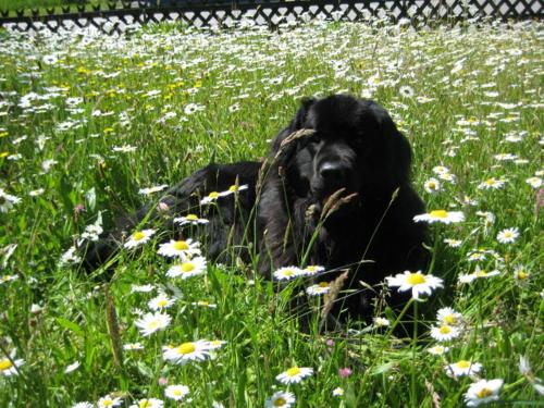 Haus Gollinger - Apartment - Anger