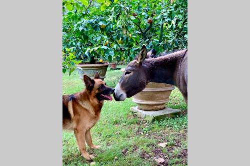 Villa Vagnucci gîte à louer Salcotto