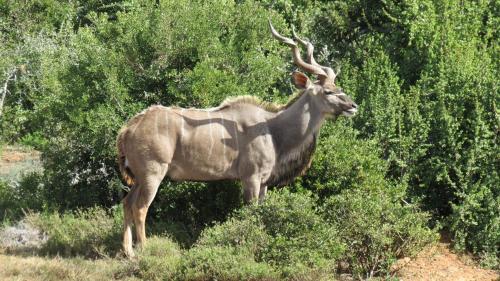 Kudu Ridge Game Lodge