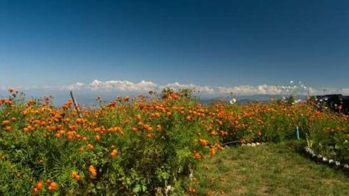 HimView Camp Mukteshwar photo