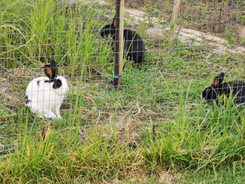 The Yellow Butterfly The Yellow Butterfly