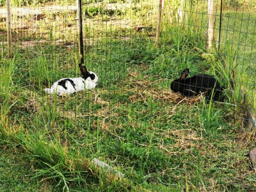 The Yellow Butterfly The Yellow Butterfly