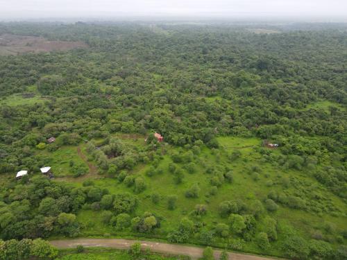 BOSQUE NATIVO ALLI ALLPA
