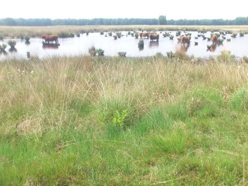 Stal Zwartschaap - image 7