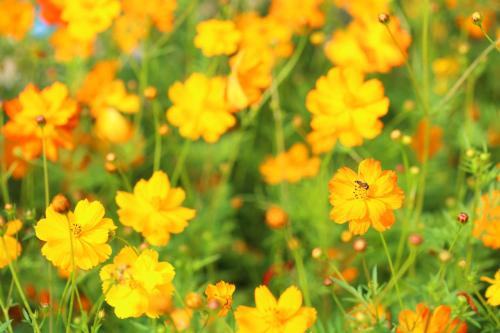 Crowne Plaza Foshan Nanhai-an IHG Hotel-Guangzhou South Railway Station Free Shuttle Bus