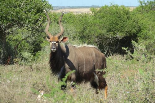 Kudu Ridge Game Lodge