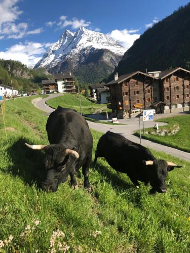 Immeuble Mont Noble - main image