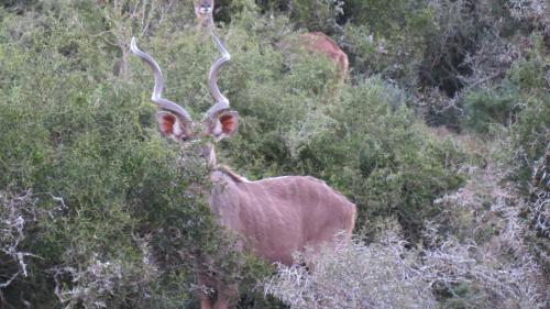 Kudu Ridge Game Lodge