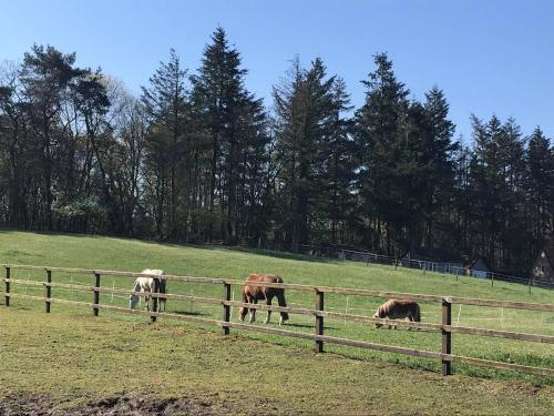 Bed and Breakfast De Paalberg in Hoenderloo