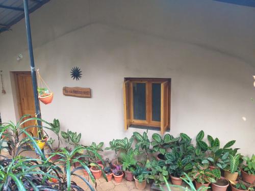 THE ENCHANTING NEST - Macasana