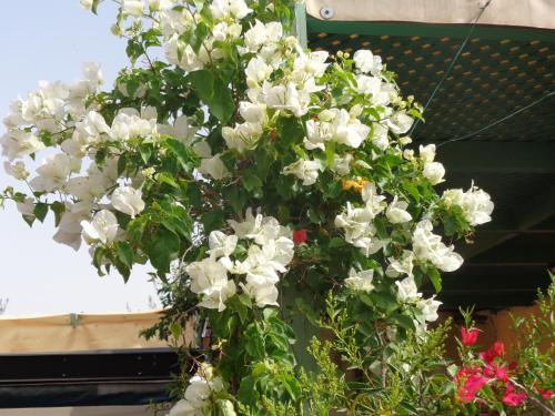 Riad Sesame - image 24