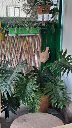 הבית הירוק - Green House, Arad (fotografie 8)