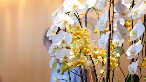 Magnuson Hotel Fowlerville Magnuson Hotel Fowlerville