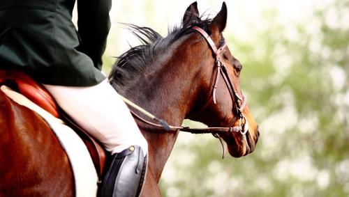 Magnuson Hotel Fowlerville Magnuson Hotel Fowlerville