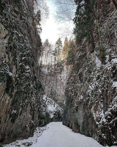 Pensiunea 3 Brazi Zarnesti - image 21