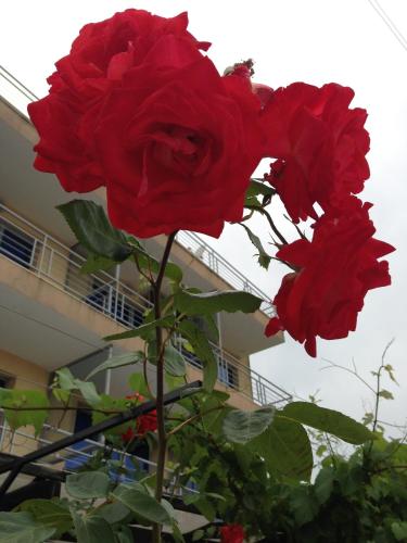 Afrodita Hotel - image 13