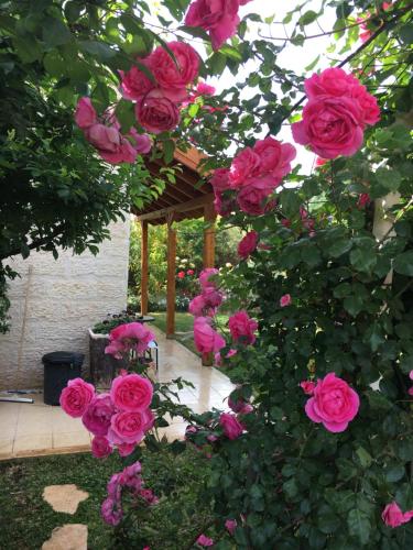 Exterior view of Pinat Nofesh