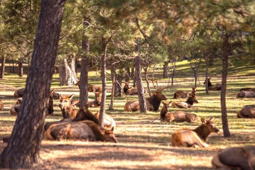 Huge Ruidoso Retreat with Game Room, Pool, 2 Balconies, 2 Kitchens - Sleeps 17! Huge Ruidoso Retreat with Game Room, Pool, 2 Balconies, 2 Kitchens - Sleeps 17!
