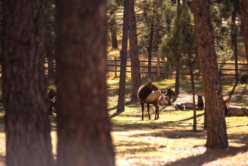 Huge Ruidoso Retreat with Game Room, Pool, 2 Balconies, 2 Kitchens - Sleeps 17! Huge Ruidoso Retreat with Game Room, Pool, 2 Balconies, 2 Kitchens - Sleeps 17!