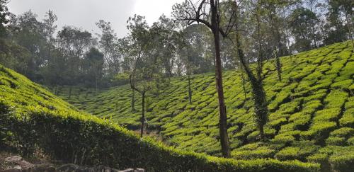 zalo wayanad
