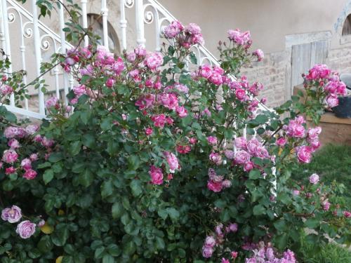 Pivoines 5