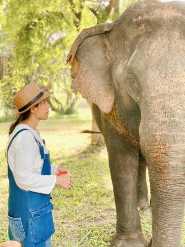 Sappraiwan Elephant Resort & Sanctuary