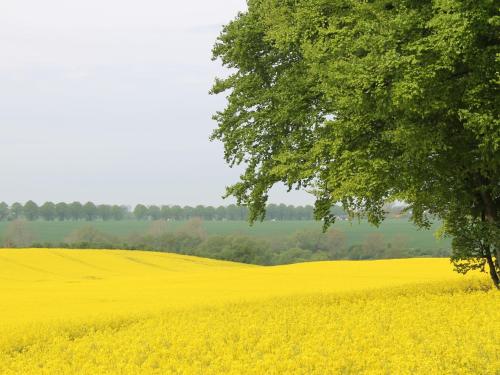 Bauernhaus Bungalow in Neubukow schoener Garten