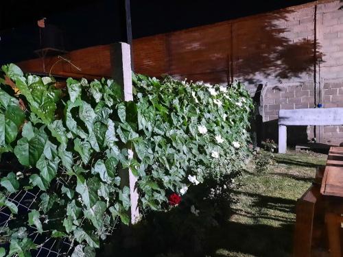 Dārzs, Ruta 20 HOUSE Quines in Quines