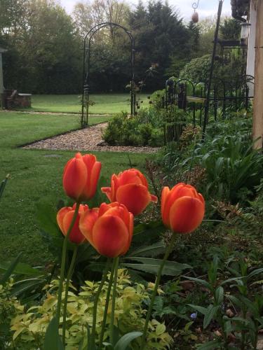 Woodacre B & B - image 11